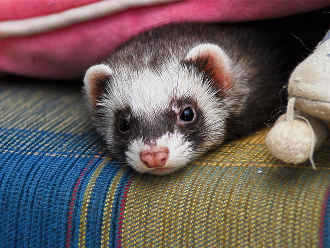 一人暮らしでフェレットを飼いたい！飼い方や、飼う際の注意点などを