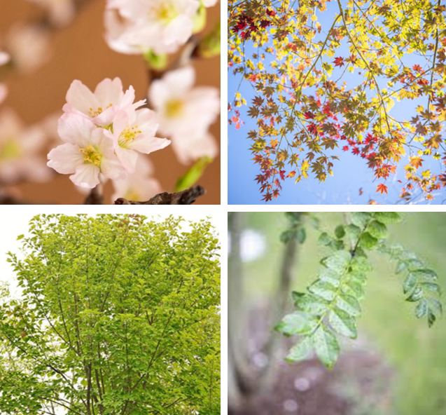 厳選された樹木